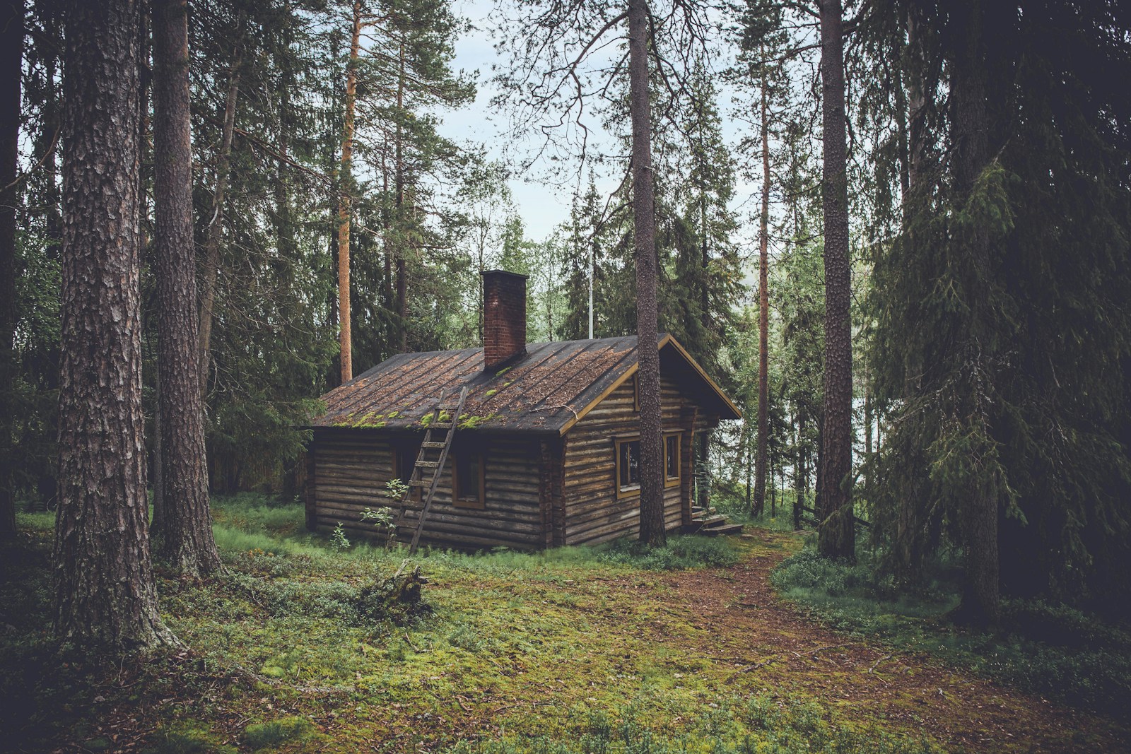 A timber cabin surrounded by forest