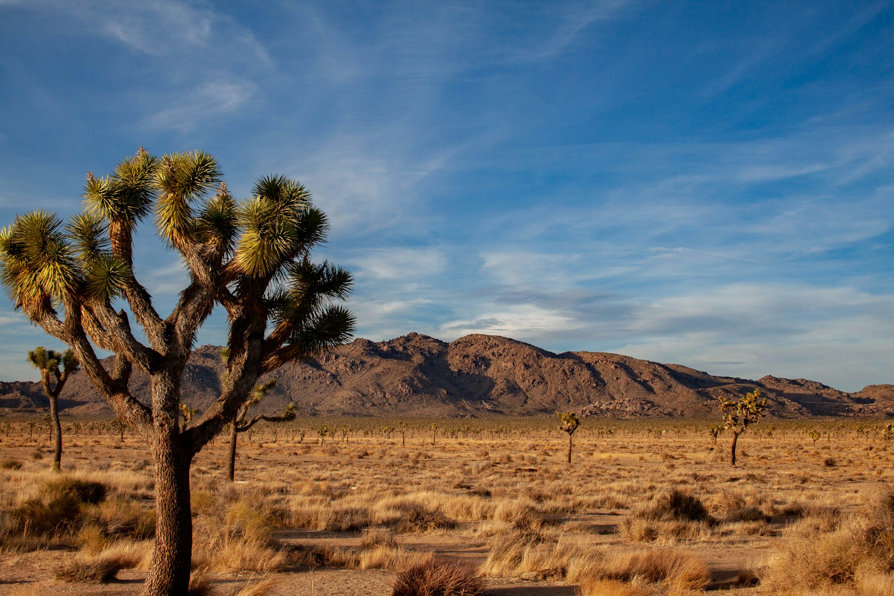 Joshua tree and mountains in the California desert